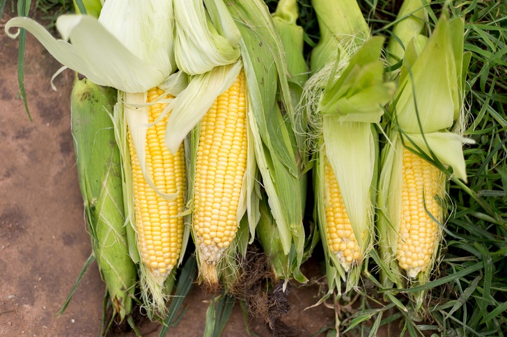 How To Grow Sweet Corn At Home + 8 Ways To Use It