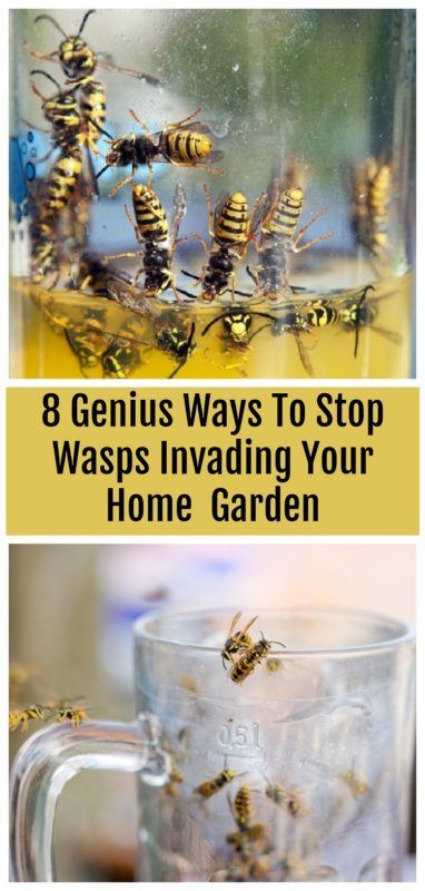 8 Genius Ways To Stop Wasps Invading Your Home & Garden