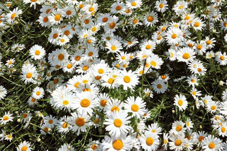 5 Brilliant Ways To Use Wild Daisies