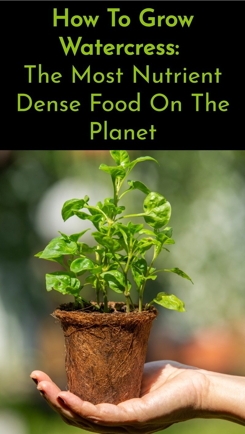 How To Grow Watercress The Most Nutrient Dense Food On The