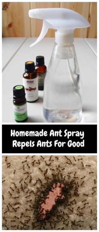 Homemade Ant Repellent Spray To Get Rid