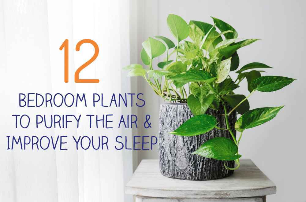 12 Bedroom Plants To Purify The Air & Improve Your Sleep