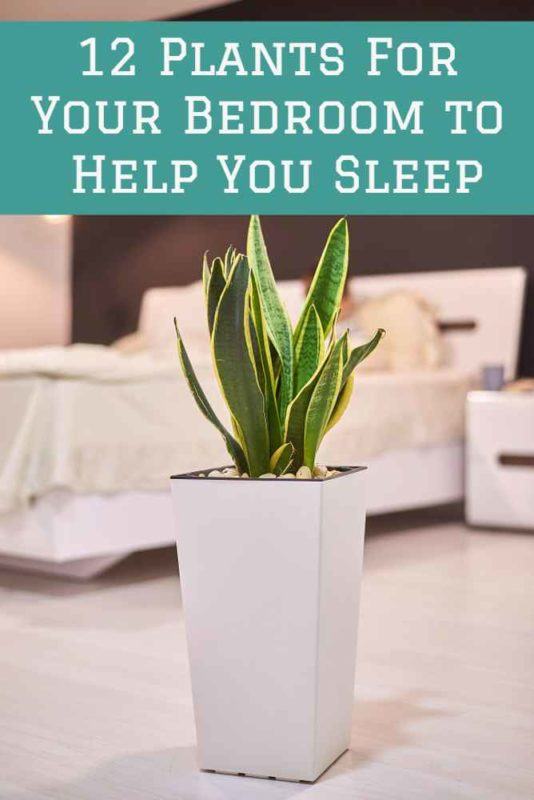 12 Bedroom Plants To Purify The Air & Improve Your Sleep