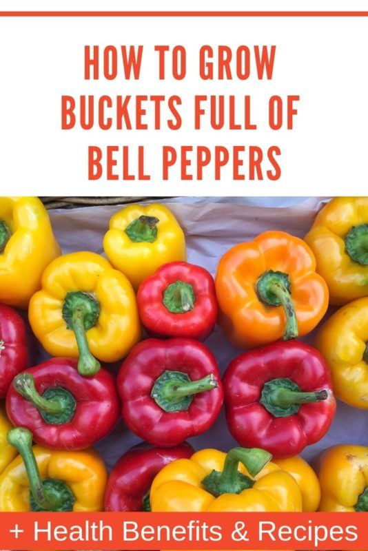 How To Grow Buckets Full Of Bell Peppers + Health Benefits & Recipes