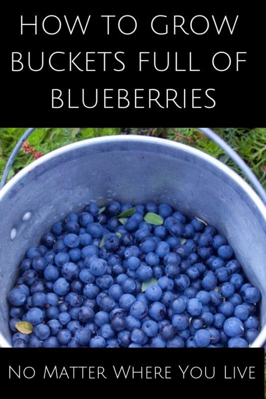 How To Grow Buckets Full Of Blueberries No Matter Where You Live
