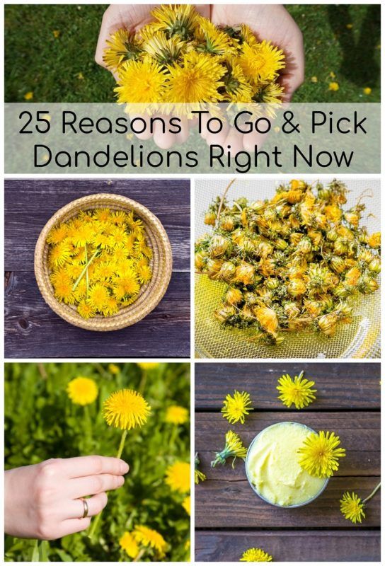 25 Reasons To Go & Pick Dandelions Right Now