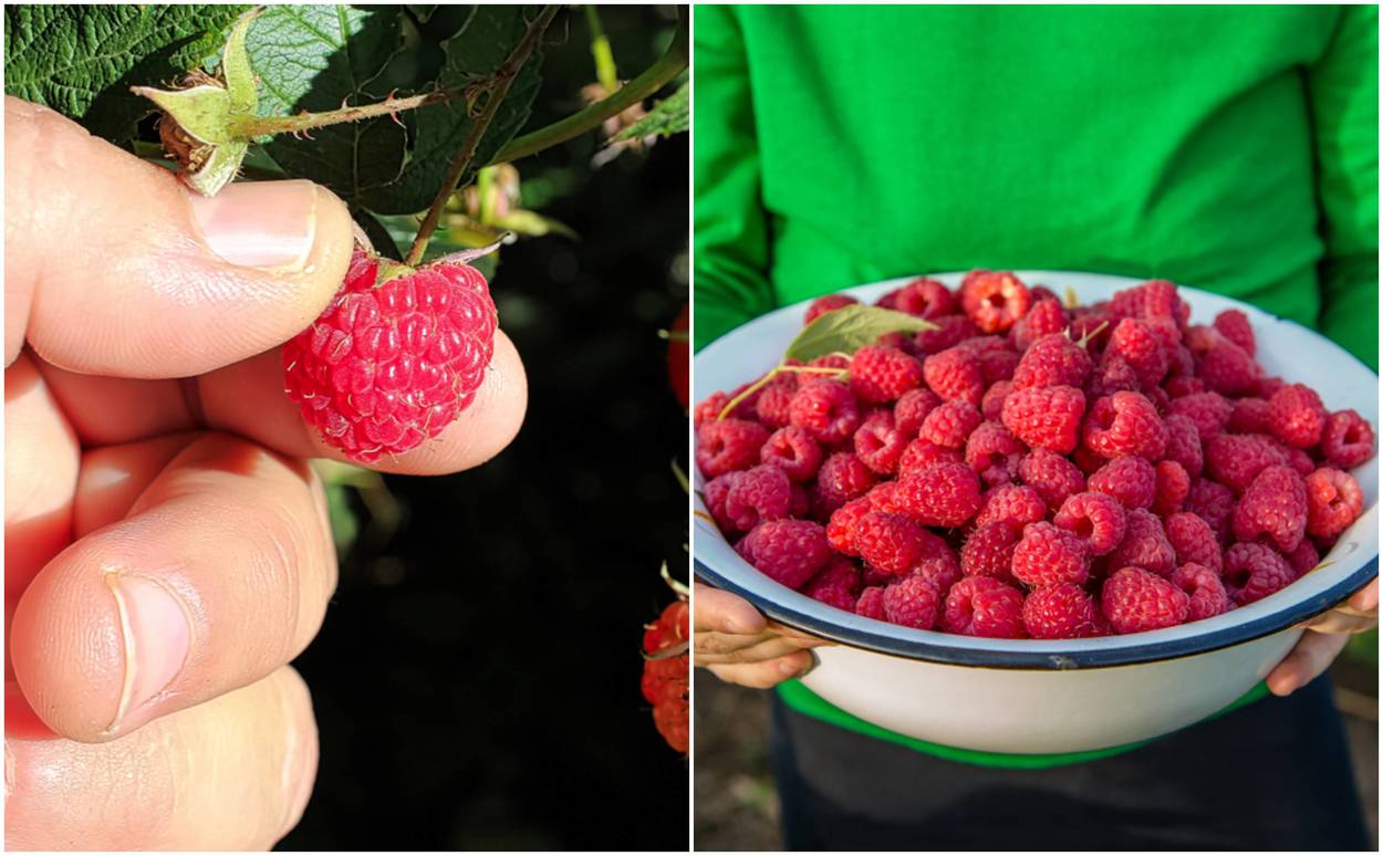 How To Grow Baskets Full of Raspberries