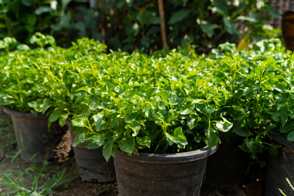How To Grow Watercress: The Most Nutrient Dense Food On The Planet 