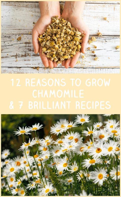 12 Reasons To Grow Chamomile & 7 Brilliant Recipes