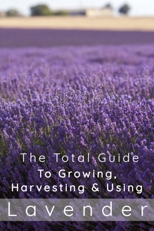 The Total Guide To Growing, Harvesting & Using Lavender