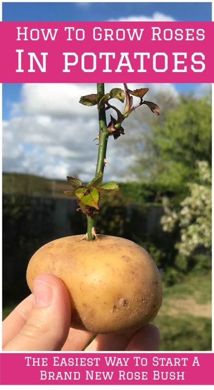 How To Grow Roses In Potatoes: The Easiest Way To Start A Brand New Rose Bush