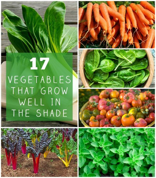 17 Vegetables That Grow Well In The Shade
