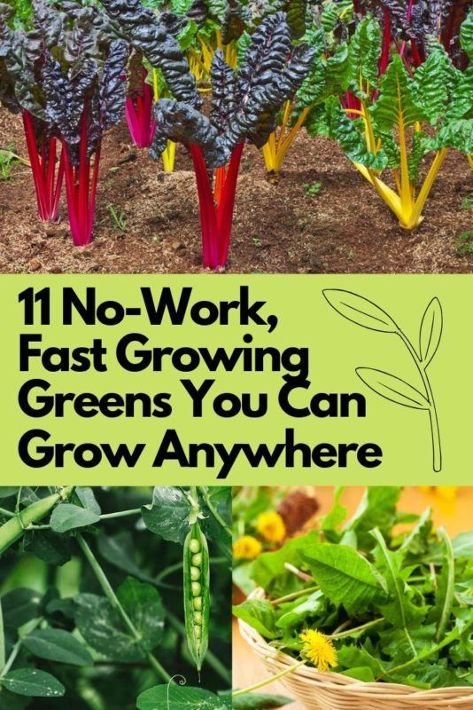 11 No-Work, Fast Growing Greens You Can Grow Anywhere