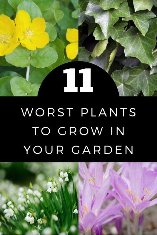 11 Of The Worst Plants To Grow In Your Garden
