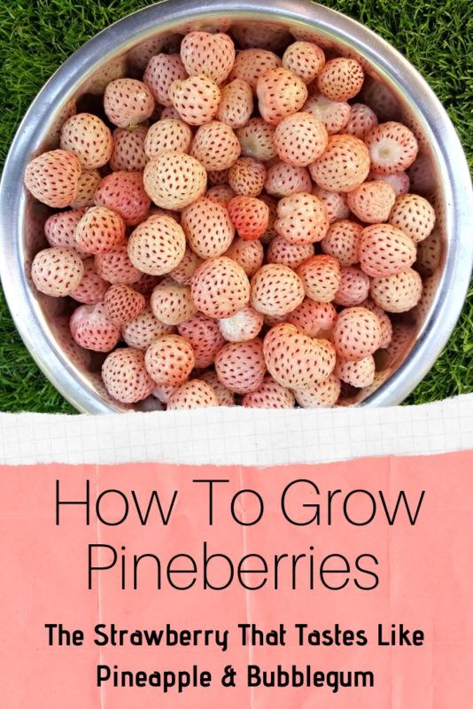 How To Grow Pineberries