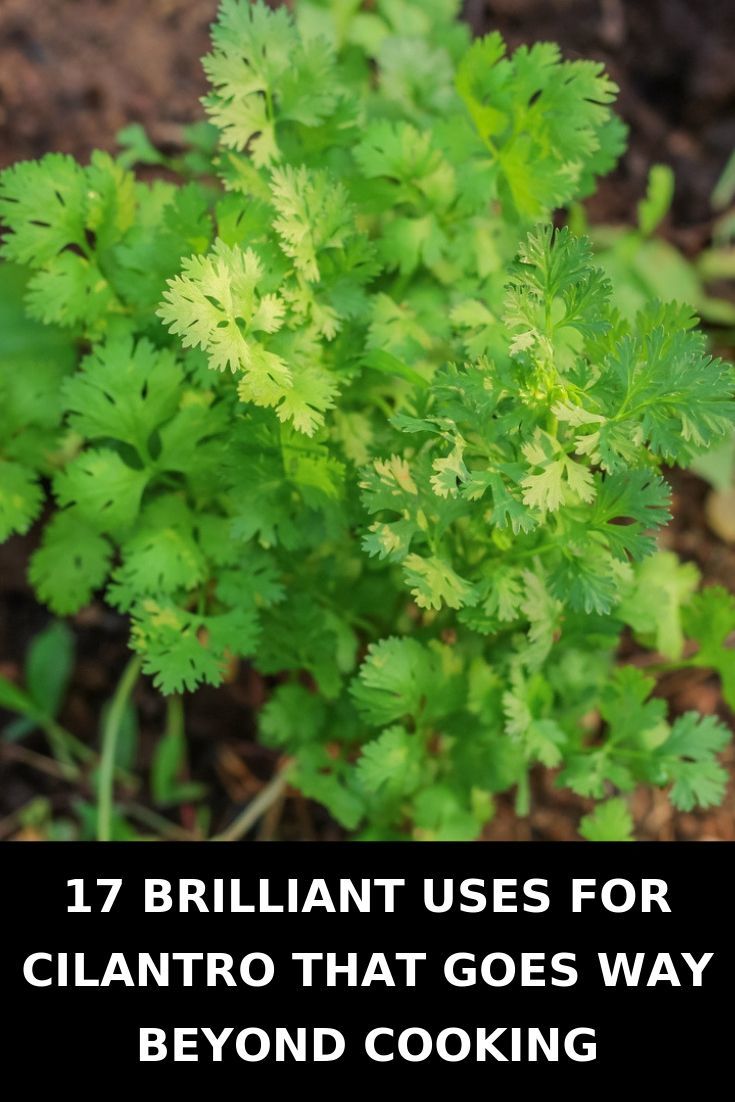 17 Brilliant Uses For Cilantro That Goes Way Beyond Cooking