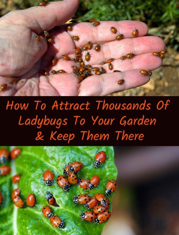 How To Attract Thousands Of Ladybugs To Your Garden & Keep Them There
