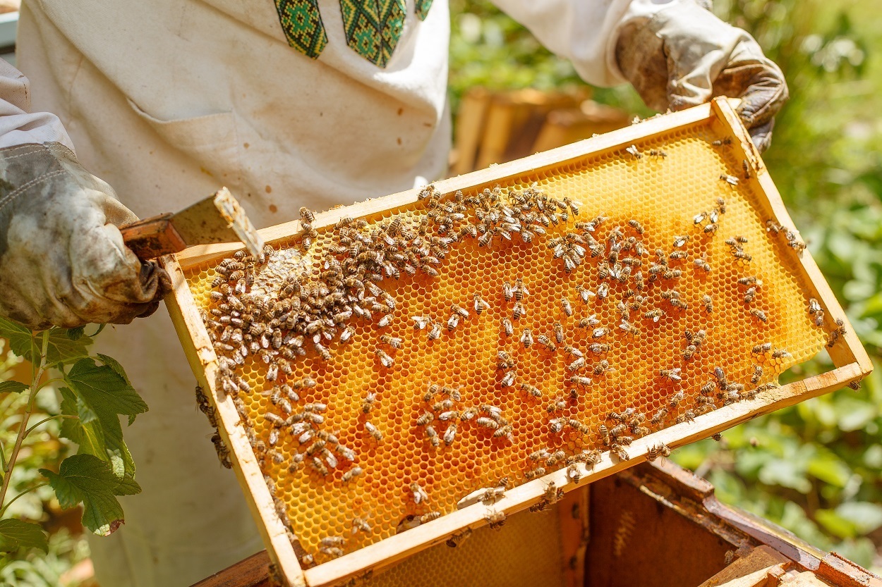 A Beginner's Guide To Raising Honey Bees & How To Get Started