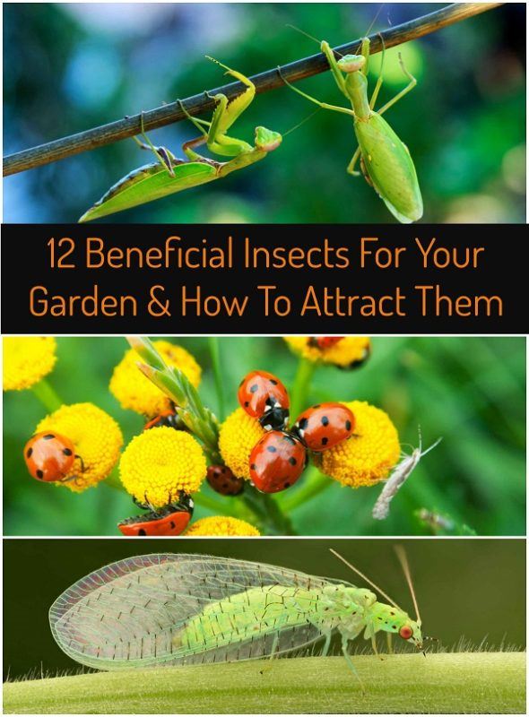 12 Beneficial Insects For Your Garden & How To Attract Them