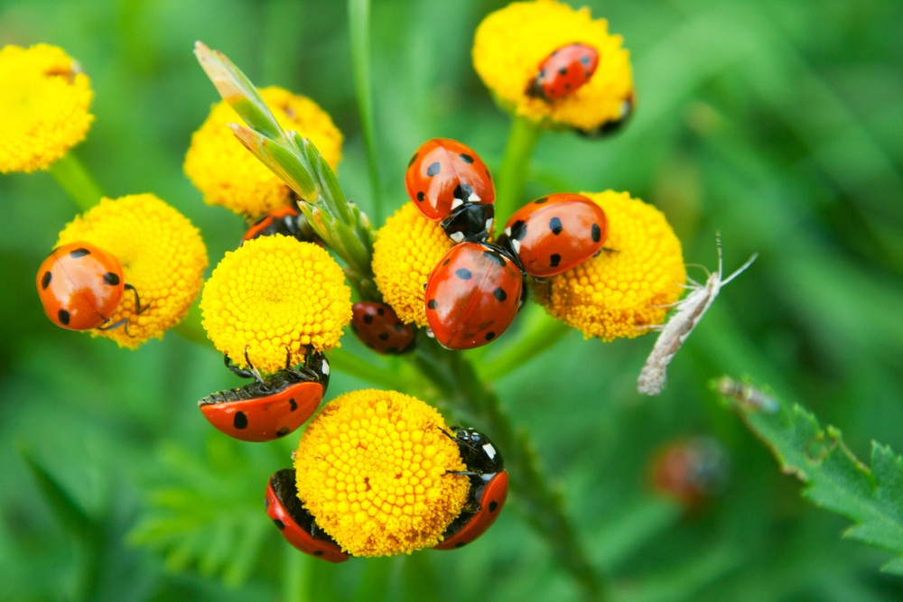 12 Beneficial Insects For Your Garden & How To Attract Them