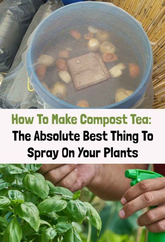How To Make Compost Tea: The Absolute Best Thing To Spray On Your Plants