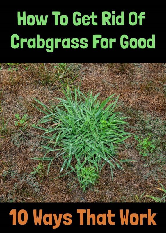 How To Get Rid Of Crabgrass For Good - 10 Ways That Work