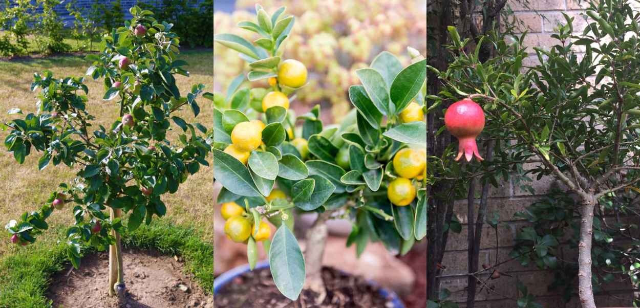 How long do dwarf fruit trees live
