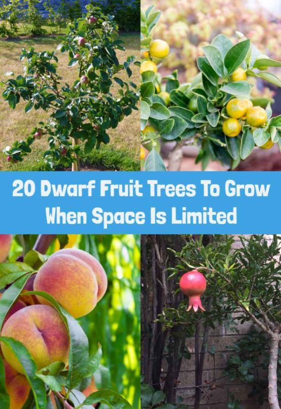20 Dwarf Fruit Trees To Grow When Space Is Limited