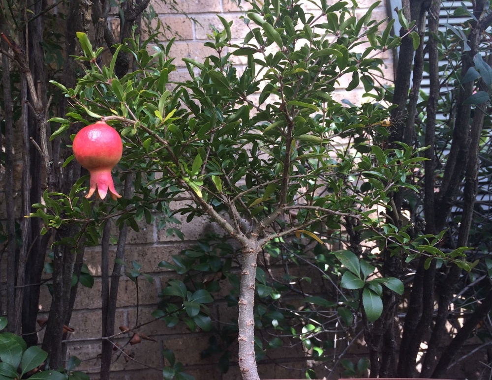 Dwarf Pomegranate Tree