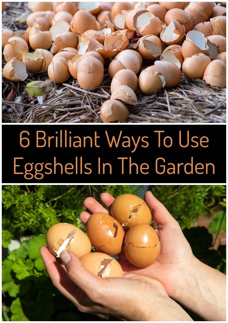 7 Brilliant Uses For Eggshells In Your Garden