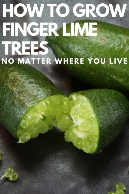 How To Grow Finger Lime Trees (Caviar Lime) In Pots No Matter Where You Live