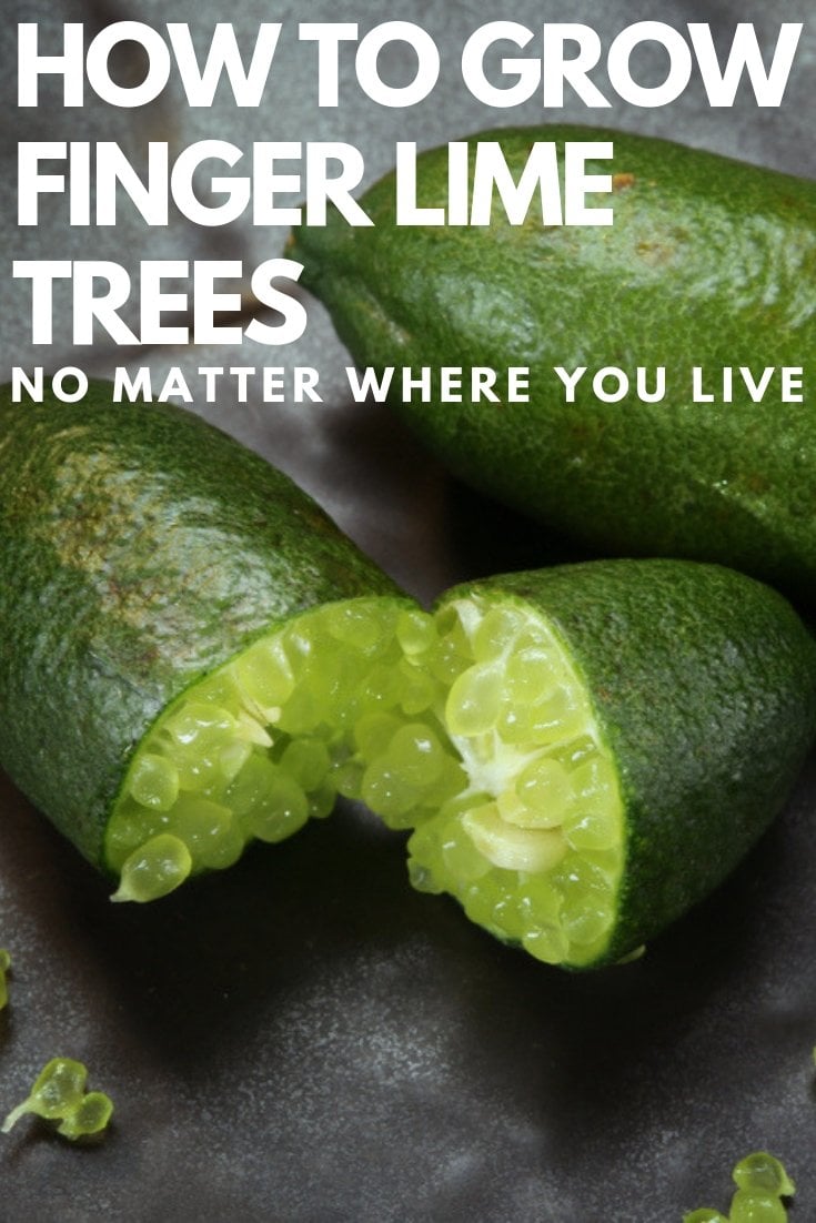 How To Grow Finger Lime Trees In Pots No Matter Where You Live