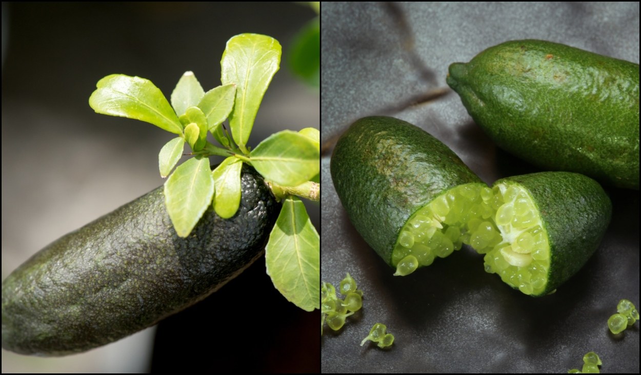 How To Grow Finger Lime Trees In Pots No Matter Where You Live