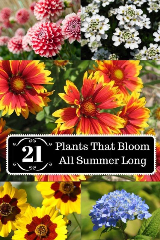 21 Plants That Bloom All Summer Long