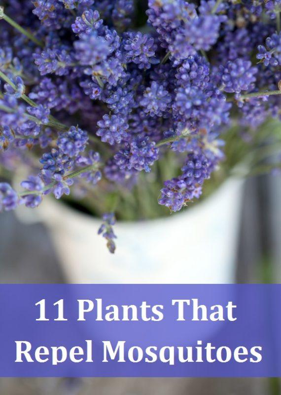 11 Fragrant Plants That Repel Mosquitoes