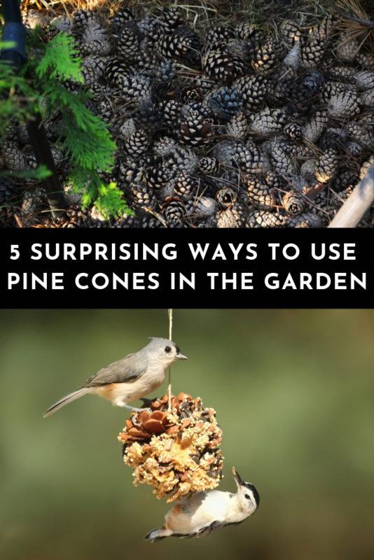 5 Surprising Ways To Use Pine Cones In The Garden