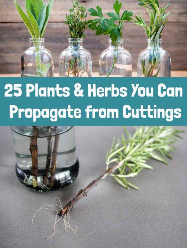 25 Plants & Herbs You Can Propagate From Cuttings
