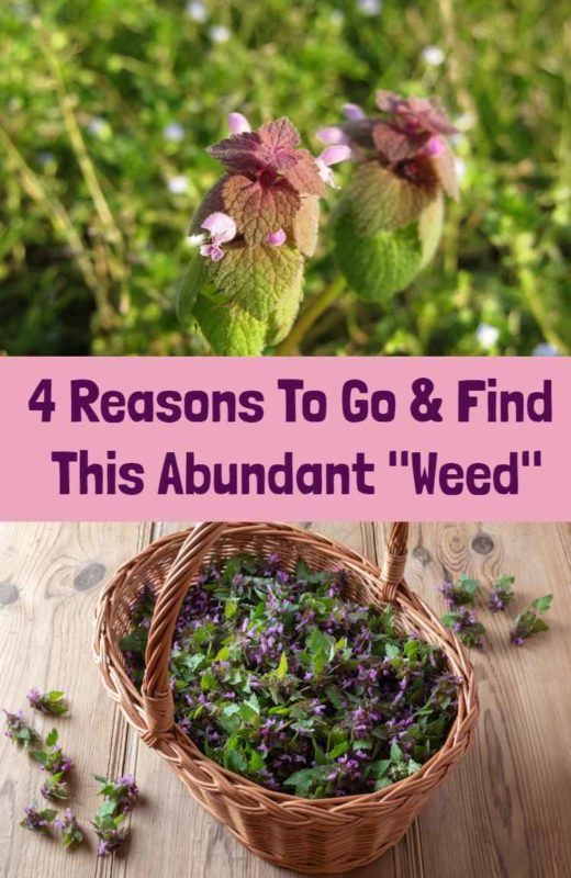 4 Reasons To Go & Find This Abundant "Weed"