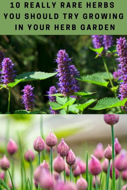 10 Really Rare Herbs You Should Try Growing In Your Herb Garden