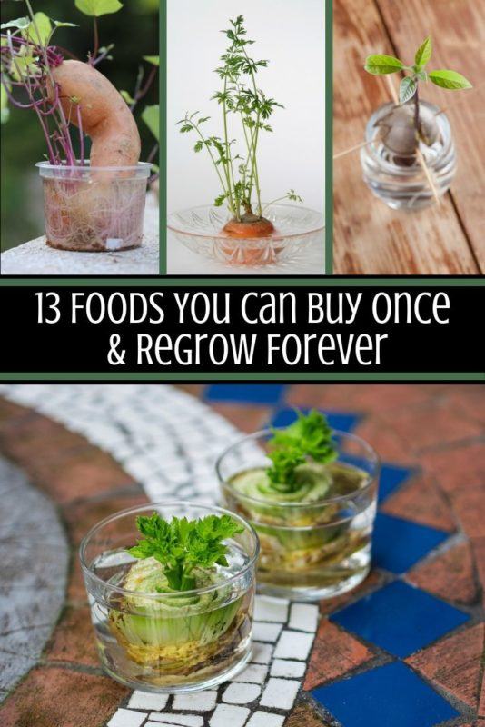 13 Foods You Can Buy Once & Regrow Forever