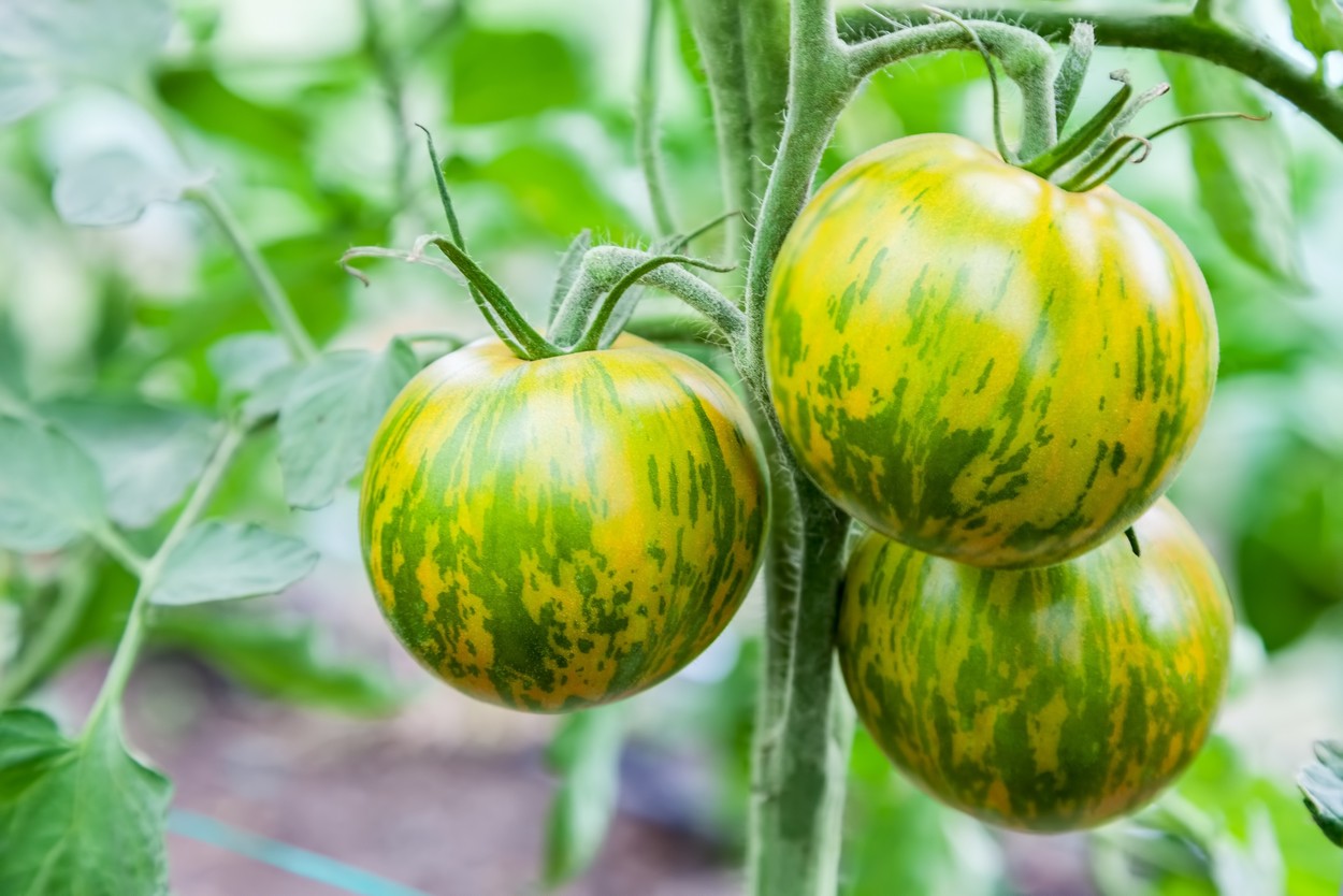 19 Exciting Tomato Varieties For You To Grow At Home