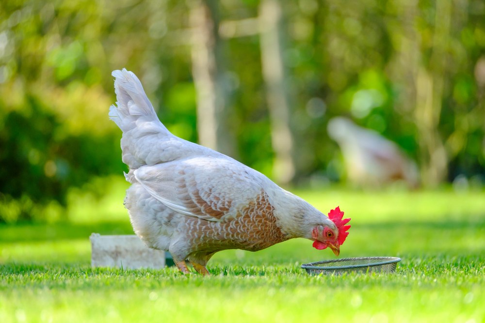 17 Things You Need To Know Before Raising Backyard Chickens