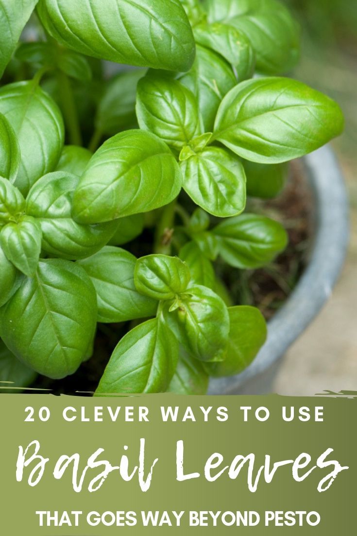 20 Clever Ways To Use Basil Leaves That Goes Way Beyond Pesto