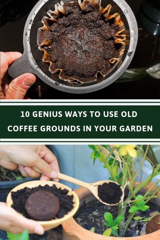 10 Genius Ways To Use Old Coffee Grounds In Your Garden