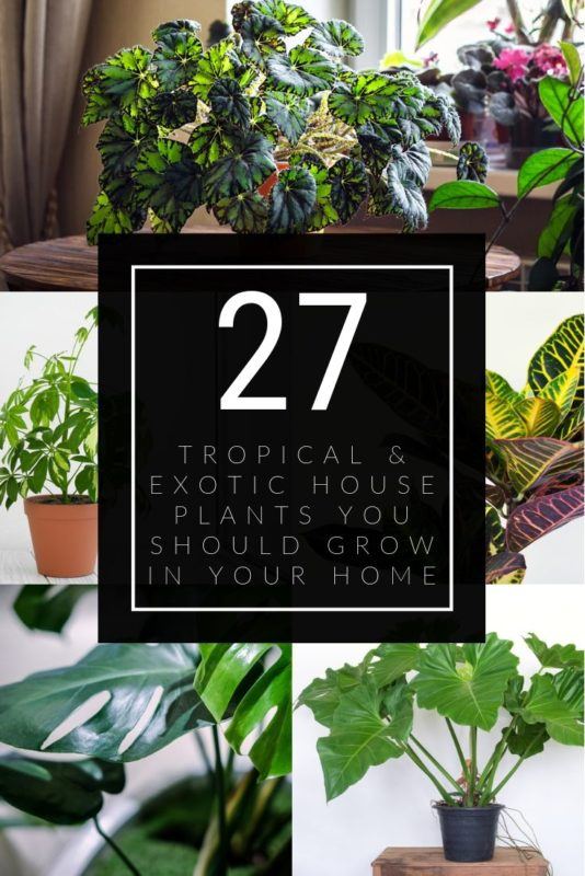 27 Tropical & Exotic House Plants You Should Grow In Your Home