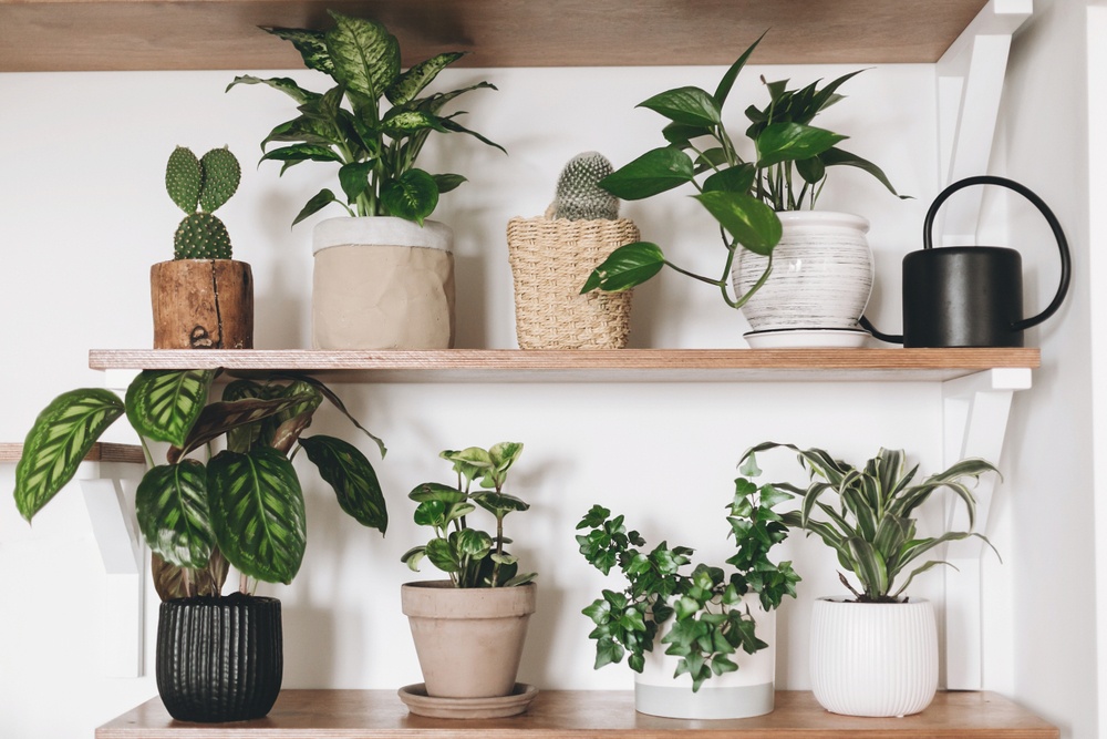 21 Accessories To Take Your Houseplant Game To The Next Level