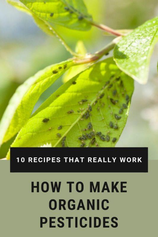 How To Make Organic Pesticides - 10 Recipes That Really Work