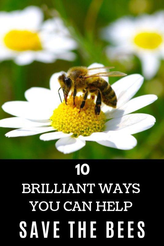 10 Brilliant Ways You Can Help Save The Bees