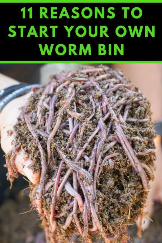 11 Benefits Of Vermicomposting & How To Get Started With Your Own Worm Bin