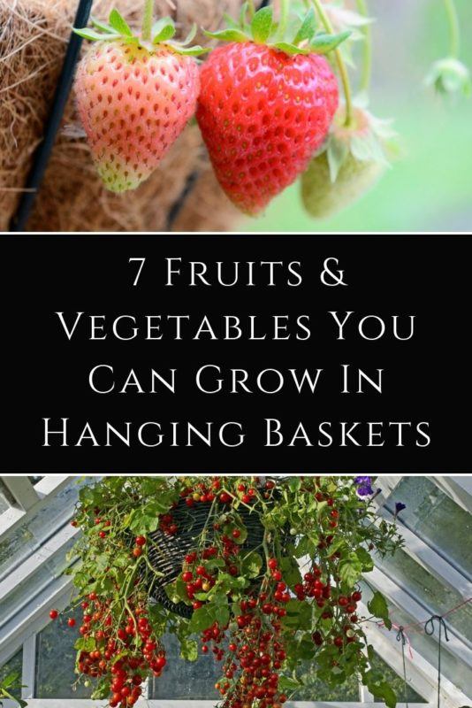 7 Fruits & Vegetables You Can Grow In Hanging Baskets